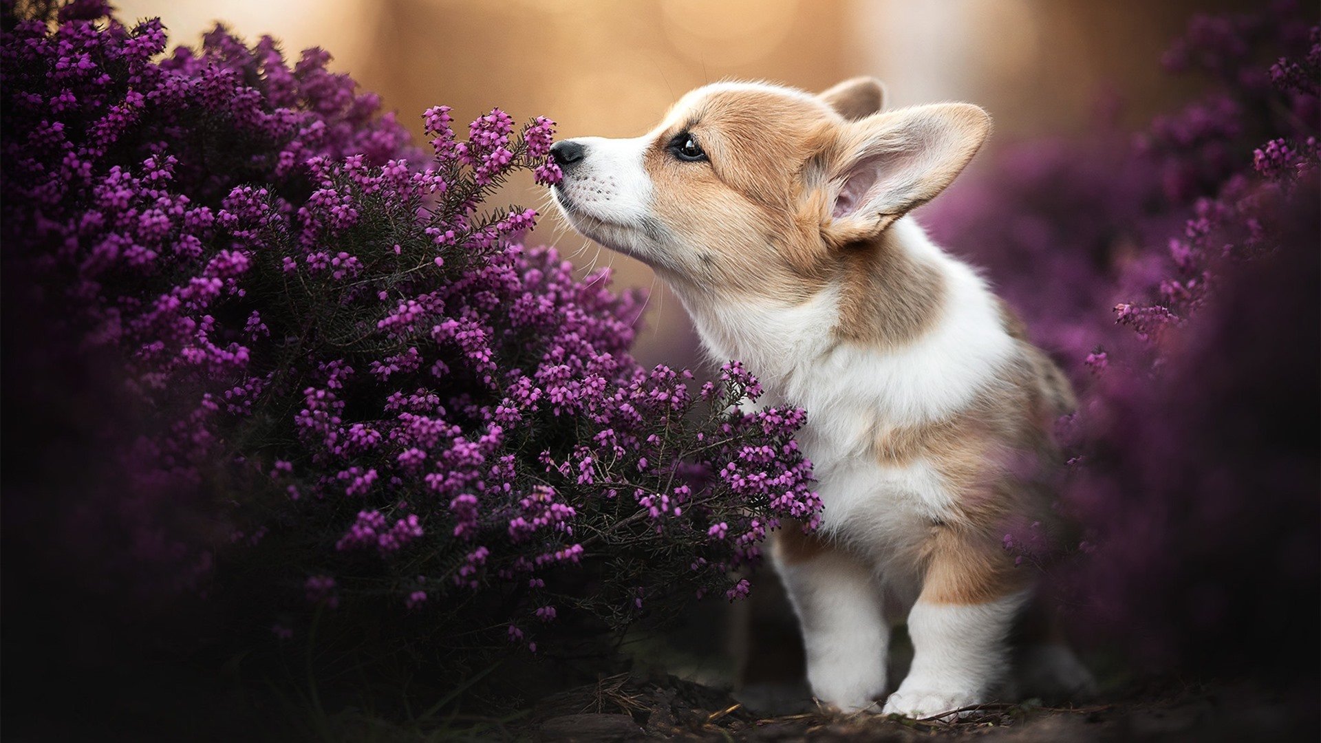 AYX体育-詹姆斯突破如风湖人主场轻取雷霆，詹姆斯湖人队集锦