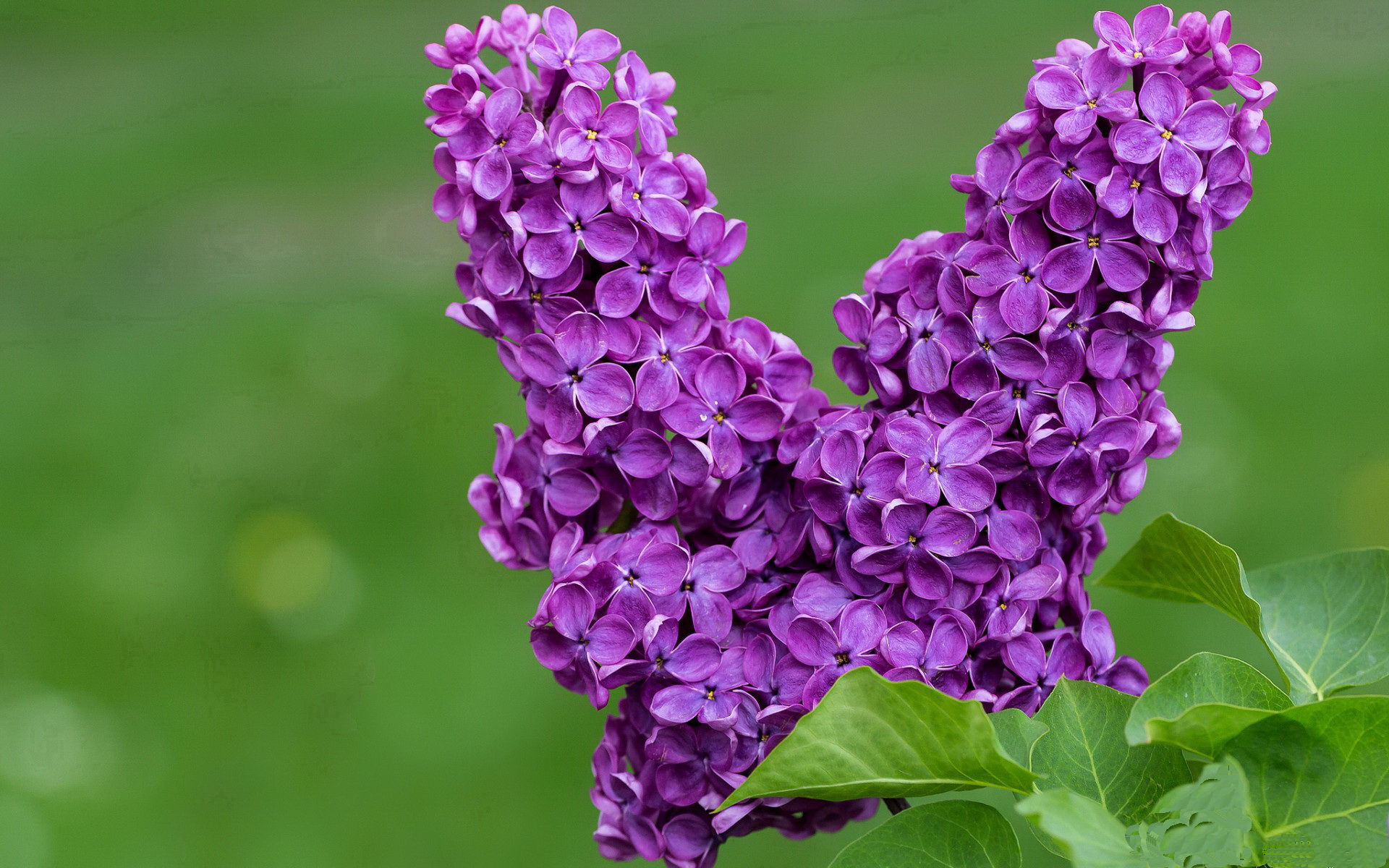 爱游戏官方-西甲劲旅放走重要球员，引发球迷不满，西甲球队进球榜