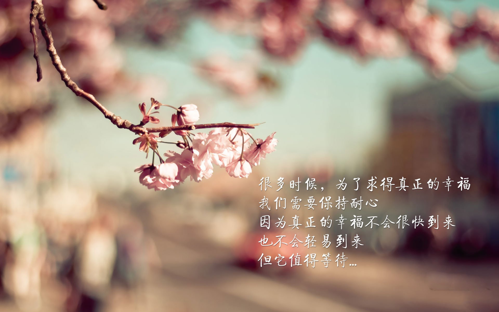 阿尔阿赫利球迷组织举办庆祝活动,支持球队,阿尔阿赫利哈米斯