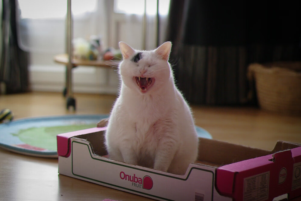 马德里竞技大胜,锁定欧冠四强席位,马德里竞技欧冠冠军2020