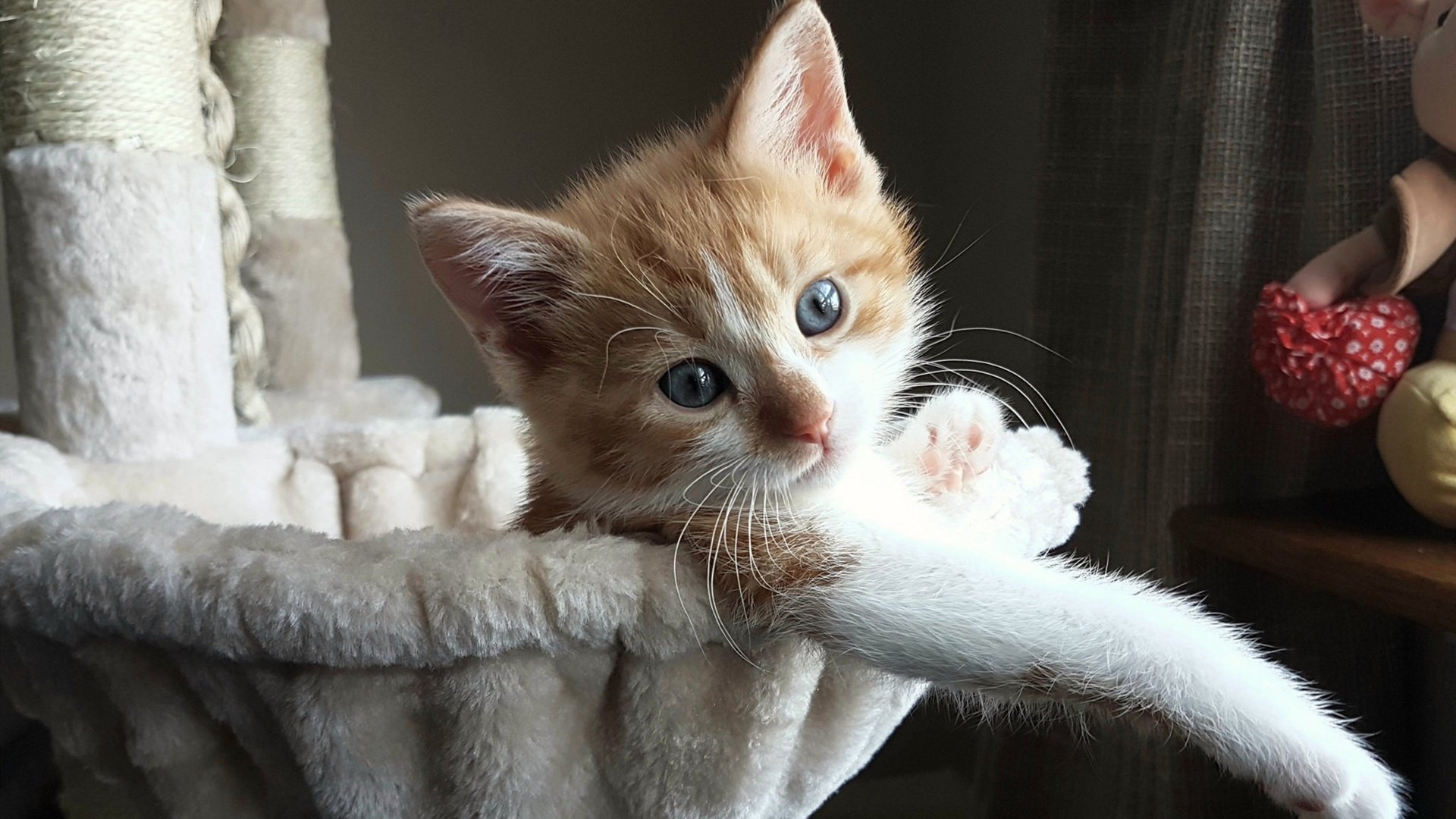 世界青少年马术锦标赛中国骑手令人期待,全国青少年马术锦标赛