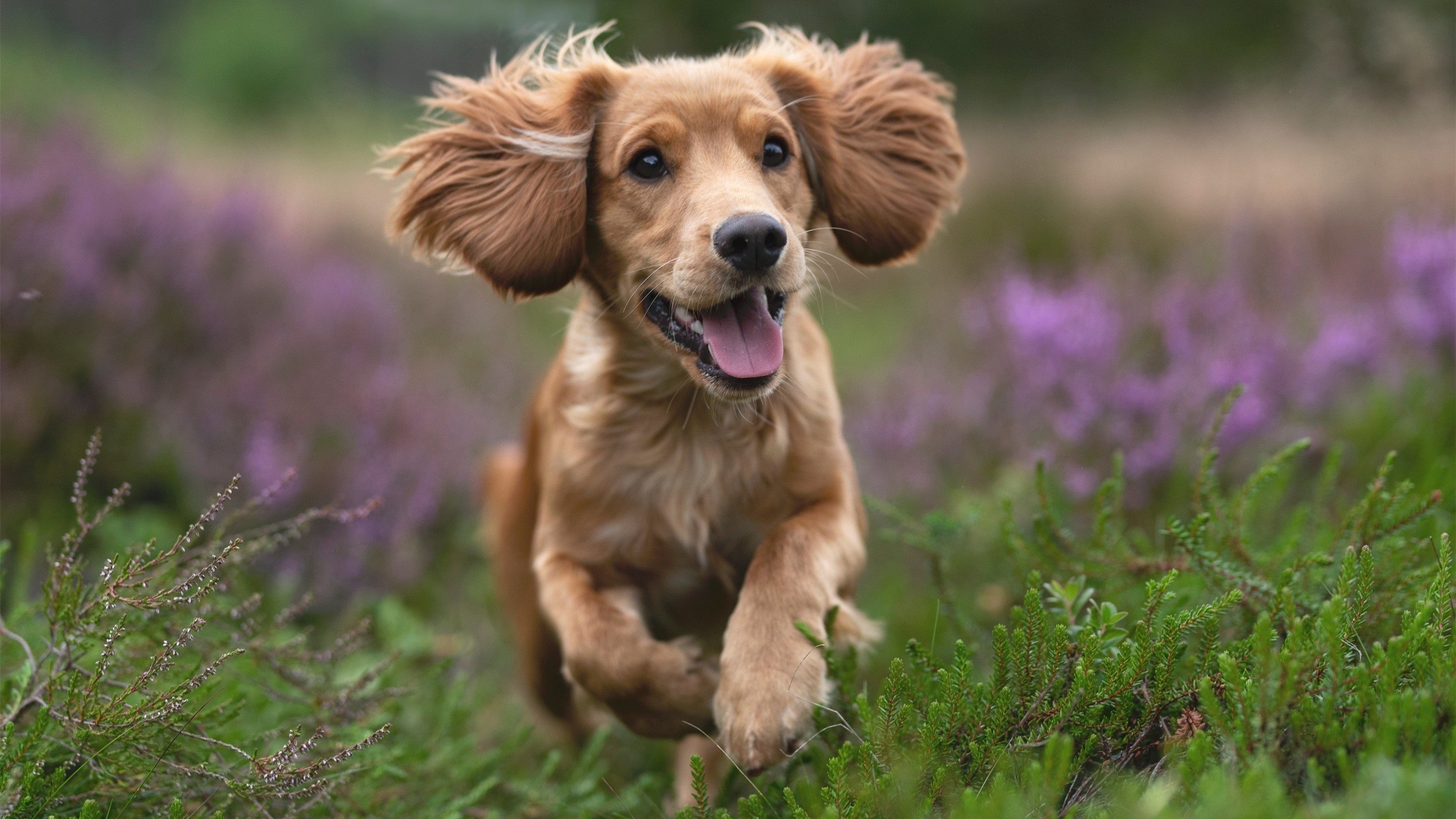 西甲球队结合心理监测优化比赛轮换方案