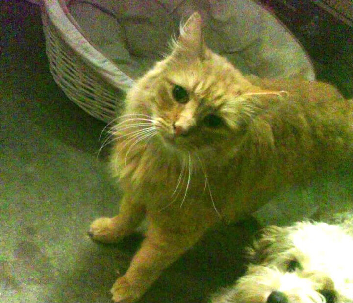 爱游戏电竞官网-西甲裁判语义协调机制在多国球员比赛中的适配性研究，中甲裁判选派