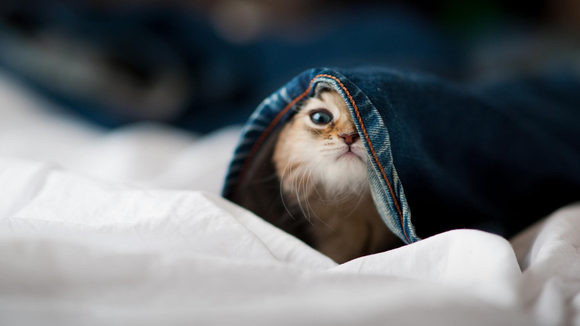 爱游戏中国官方网站平台-“沙滩合球成沙滩赛场新亮点，天府新区期待惊艳”