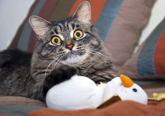 AYX GAME-中国女篮注重团队协作与快速轮转，中国女篮阵容分析