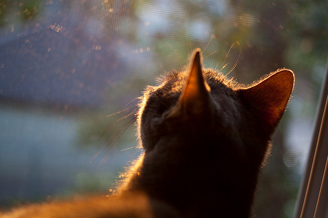 体育新闻中心启动体育数字人内容孵化项目,体育数字化转型