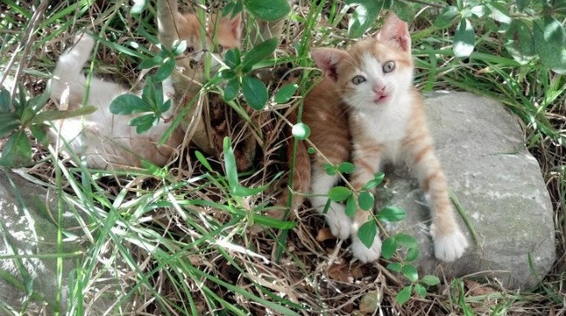 爱游戏体育app-联盟战术体系与球员适配度研究，lol战术体系