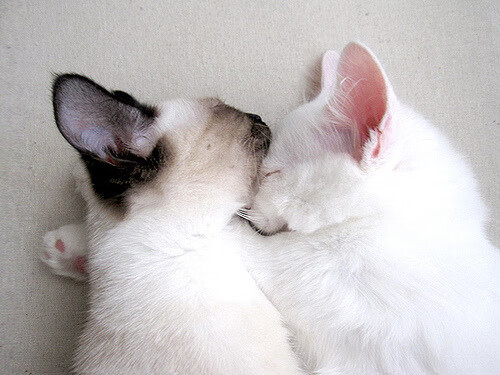 运动科技赋能体教融合发展新模式,运动科技赋能体教融合发展新模式是什么