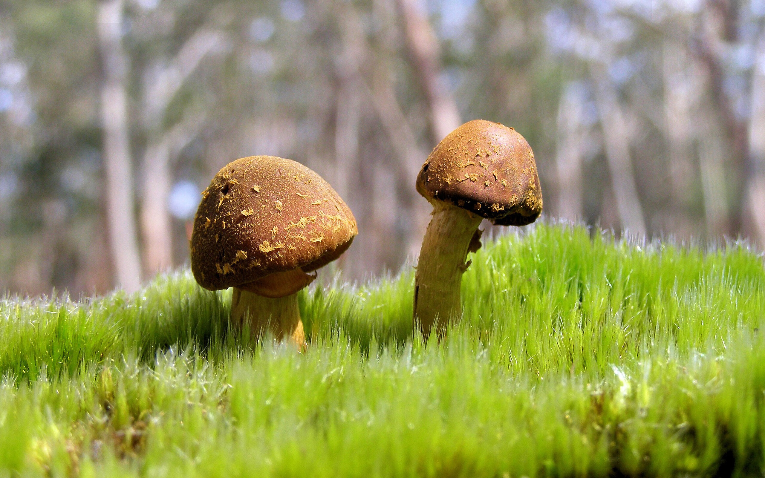 仰泳选手状态正佳助比利时夺分,仰泳决赛什么一战