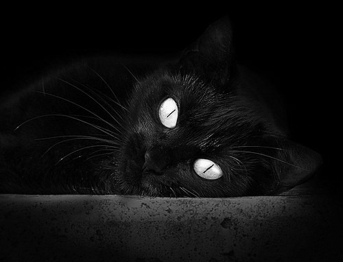 美洲杯激烈角逐:明星闪耀,精彩纷呈!,美洲杯人气