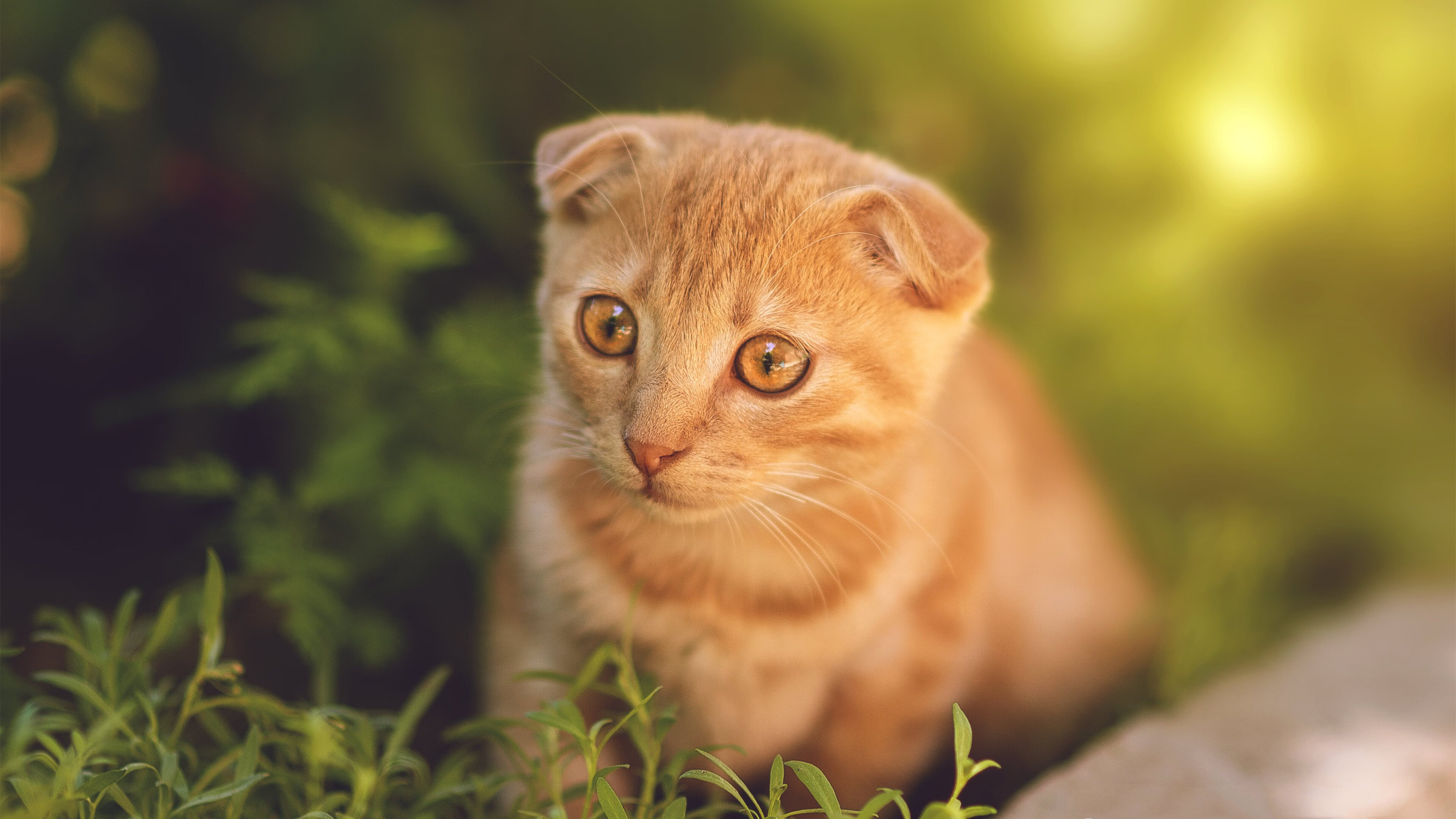 爱游戏官网-荷兰自由泳节奏灵动领先群雄，荷兰自由卡申请条件