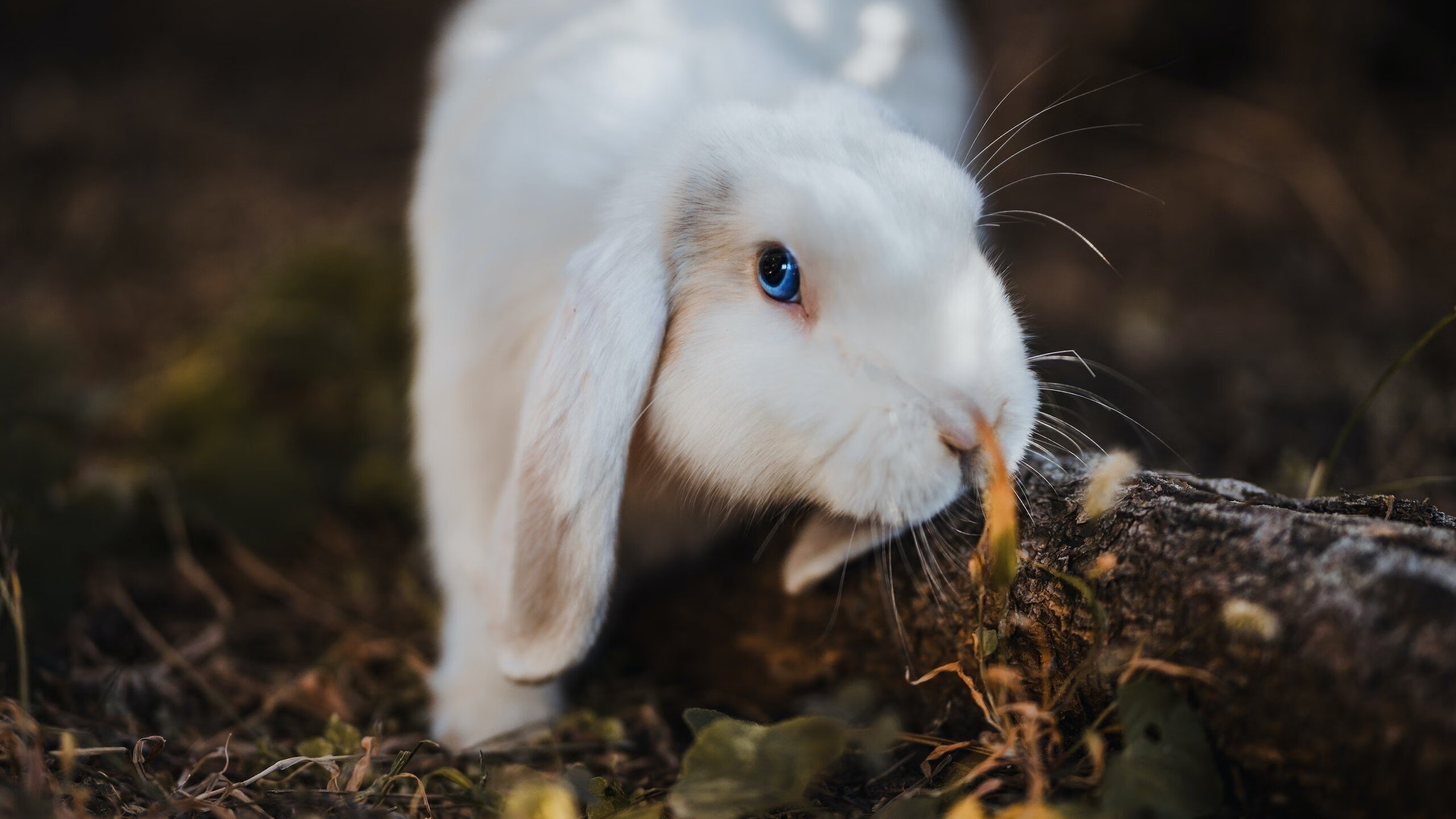 蛙泳比赛瑞士展现强劲实力,世界蛙泳冠军教学视频